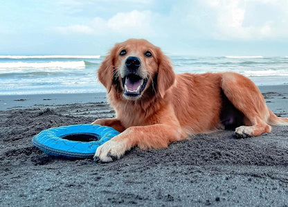 Superchewy Tough Floating Dog Water Toy Strong Natural Rubber | Great Dog Fetch Toy | Pool Swimming Toy for Puppy| Durable Training Toy for Non-Aggressive Chewers